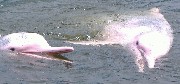 swim with pink dolphins